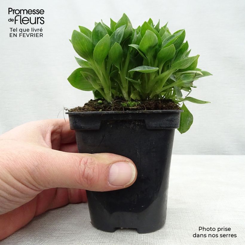 Exemplar von Alstroemeria Pitchounes Rosie - Inkalilie Kleine Töpfe von 8/9 cm wie im Winter geliefert