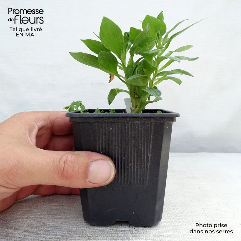 Exemplar von Alstroemeria Pitchounes Rosie - Inkalilie Kleine Töpfe von 8/9 cm wie im Frühjahr geliefert