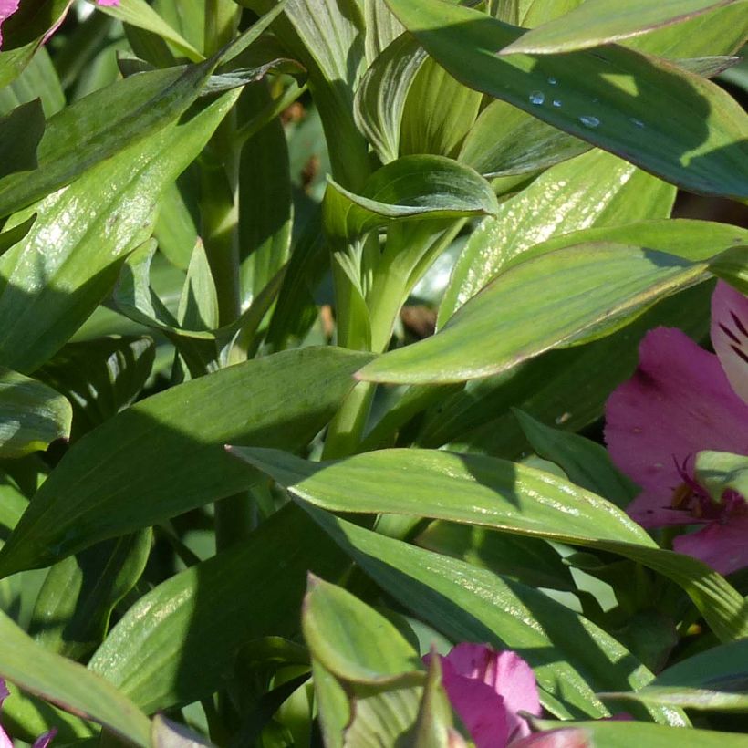 Alstroemeria Garden Summer Saint - Inkalilie (Foliage)