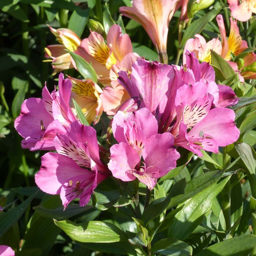 Alstroemeria Garden Summer Saint - Inkalilie (Flowering)