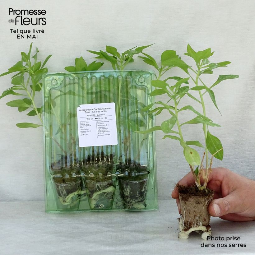 Example of Alstroemeria Garden Summer Saint - Inkalilie Wurzelballen 4 cm x 4,5 cm as you get in printemps