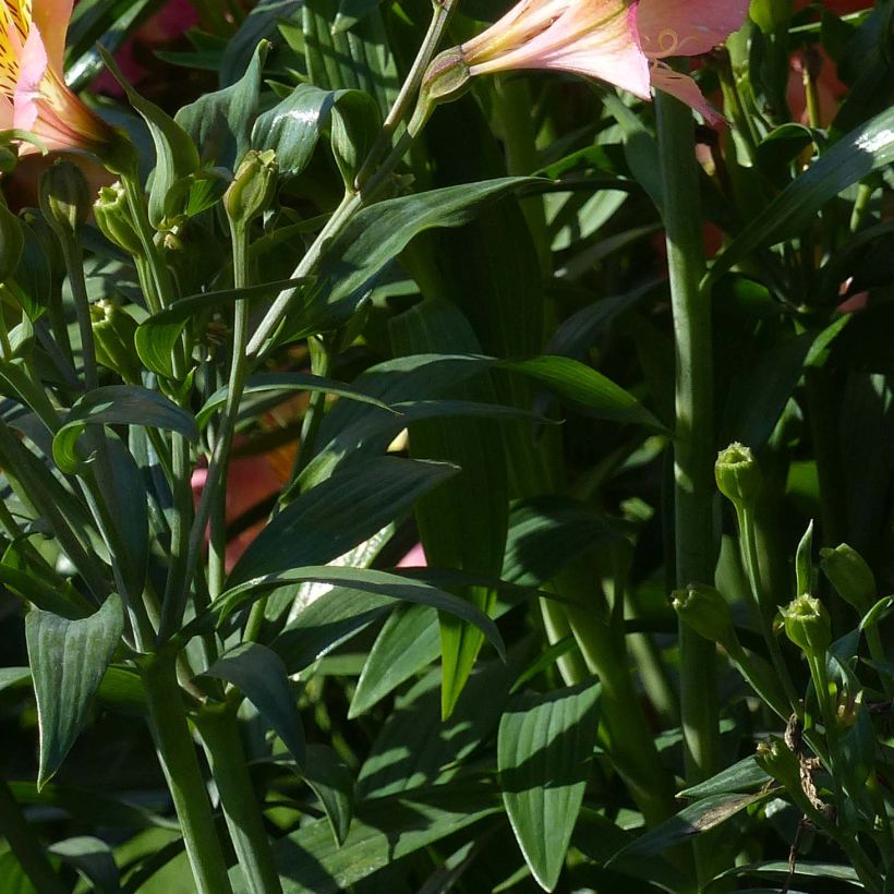 Alstroemeria Garden Summer Sky - Inkalilie (Foliage)