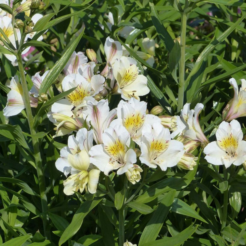 Alstroemeria Garden Summer Sky - Inkalilie (Flowering)