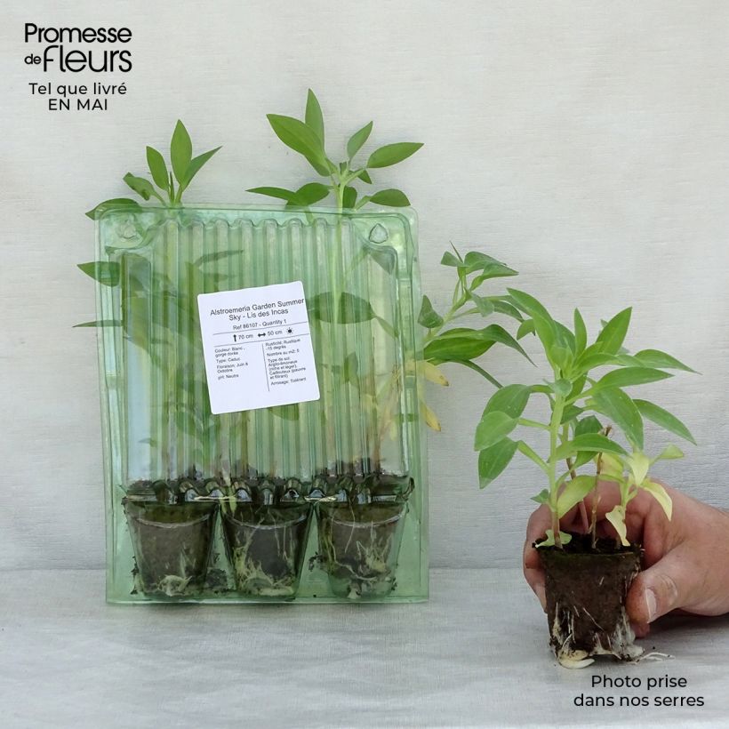 Example of Alstroemeria Garden Summer Sky - Inkalilie Wurzelballen 4 cm x 4,5 cm as you get in printemps