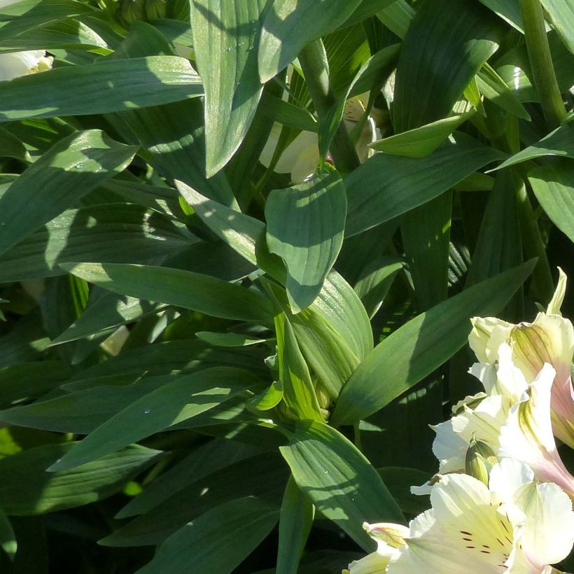 Alstroemeria Garden Summer Snow - Inkalilie (Foliage)