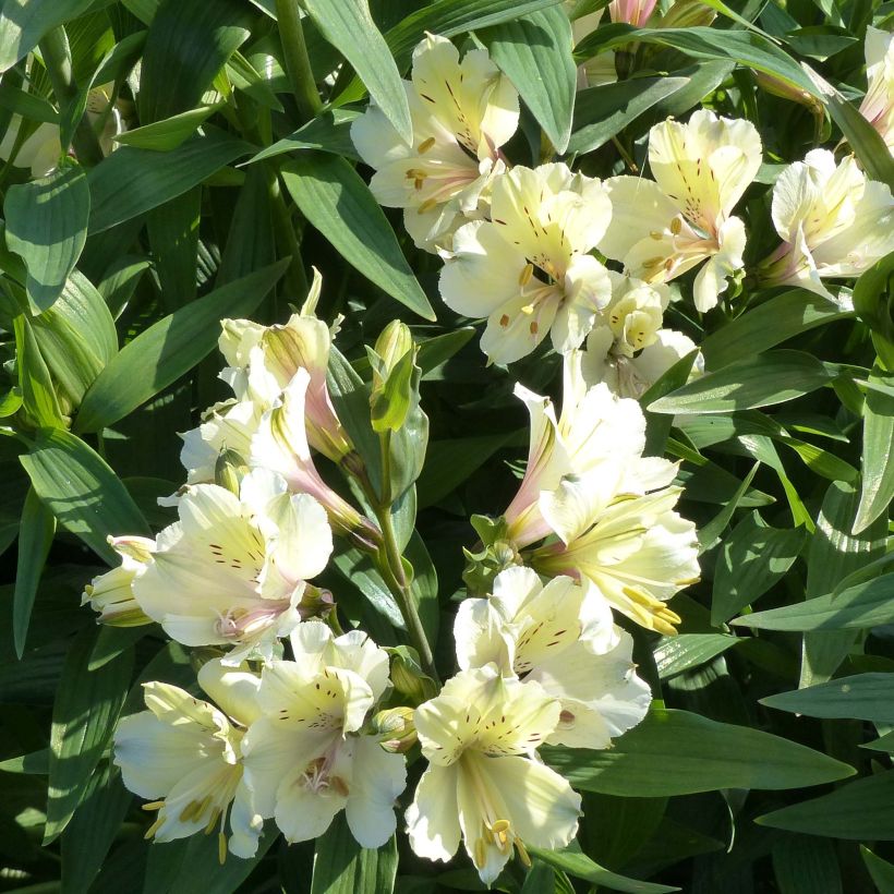 Alstroemeria Garden Summer Snow - Inkalilie (Flowering)