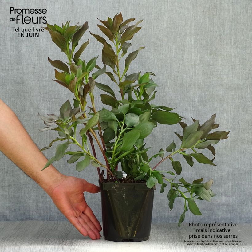 Exemplar von Alstroemeria Indian Summer - Inkalilie Topf mit 2L/3L wie im Sommer geliefert