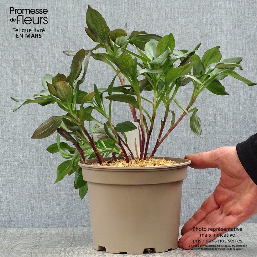 Exemplar von Alstroemeria Indian Summer - Inkalilie Topf mit 2L/3L wie im Frühjahr geliefert