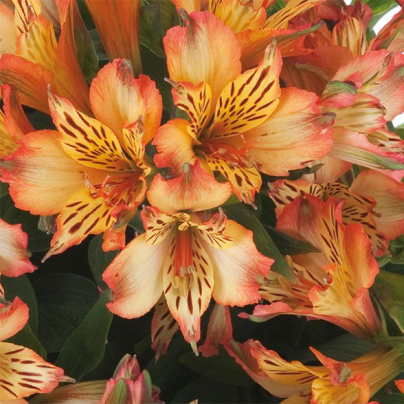 Alstroemeria Inticancha Bryce - Inkalilie (Flowering)