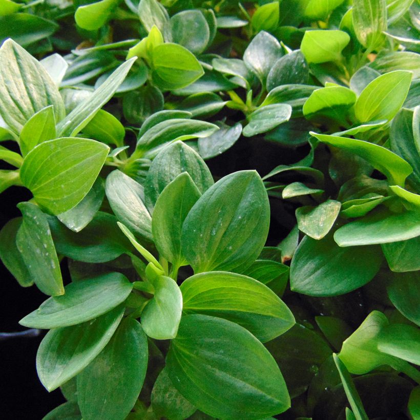 Alstroemeria Inticancha Cabana - Inkalilie (Foliage)