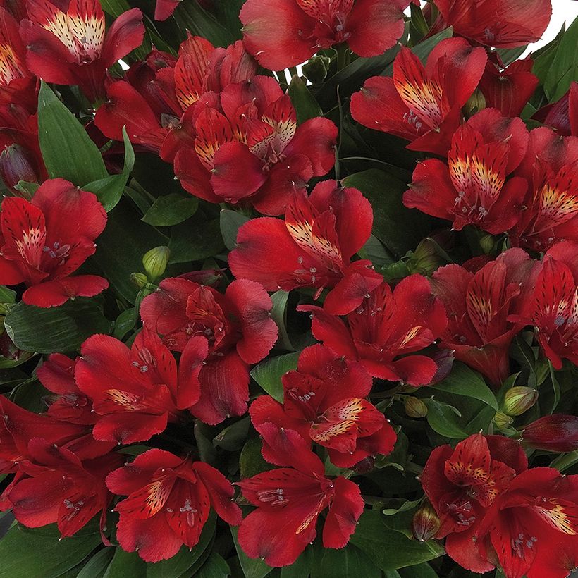 Alstroemeria Inticancha Doba - Inkalilie (Flowering)