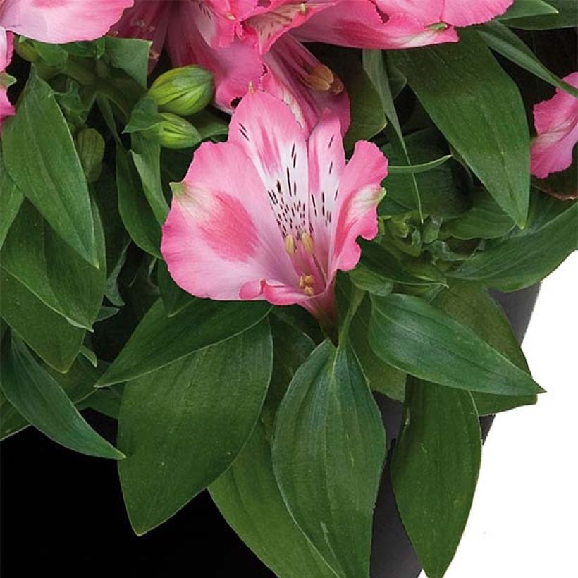 Alstroemeria Inticancha Imala - Inkalilie (Foliage)