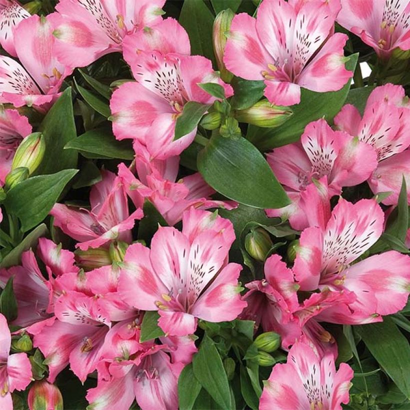 Alstroemeria Inticancha Imala - Inkalilie (Flowering)