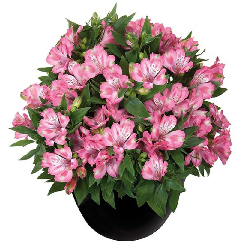 Alstroemeria Inticancha Imala - Inkalilie (Plant habit)