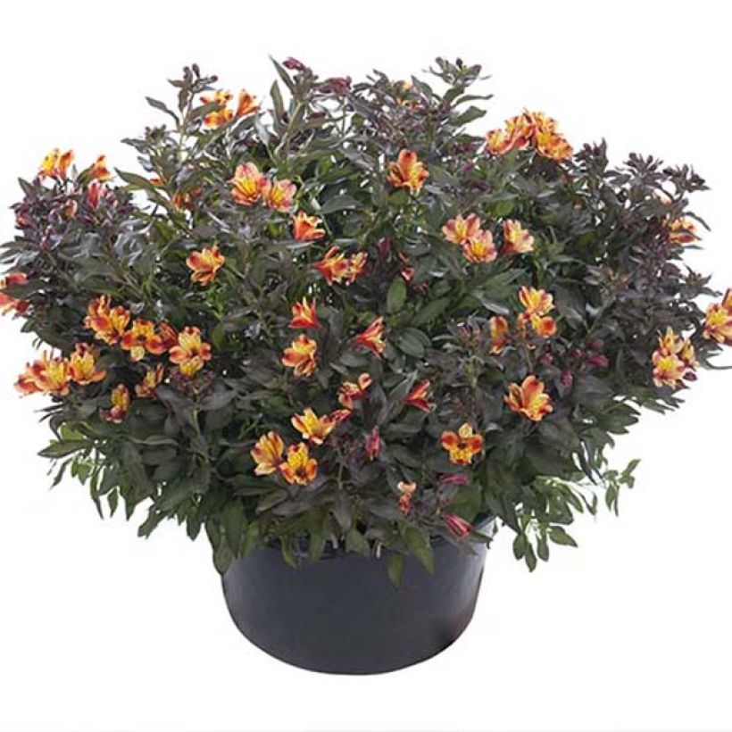 Alstroemeria Indian Summer - Inkalilie (Plant habit)