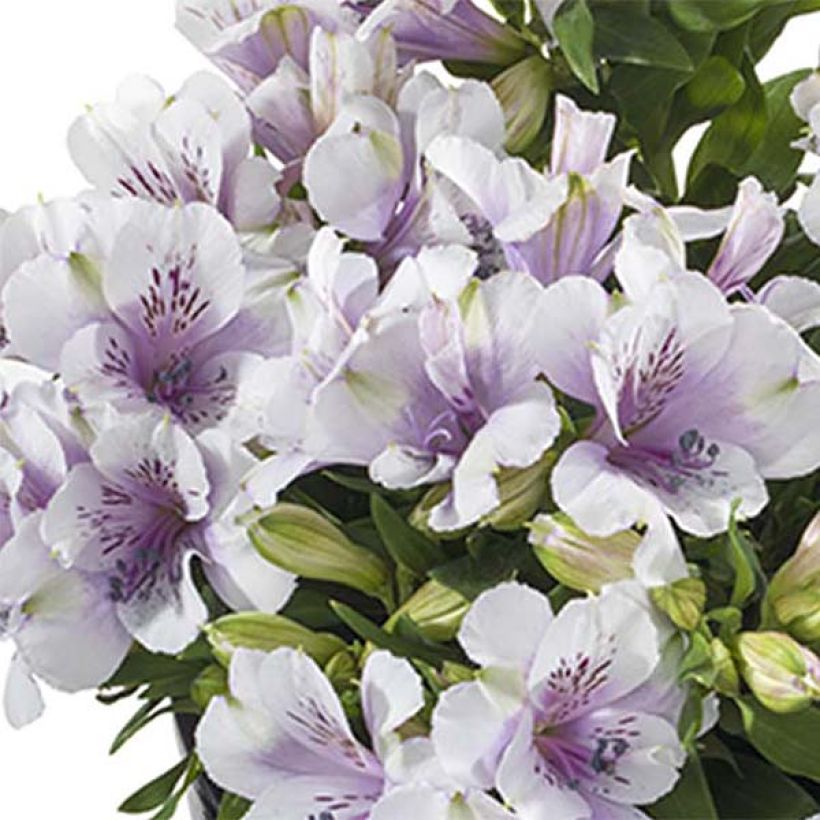 Alstroemeria Inticancha Moon - Inkalilie (Flowering)