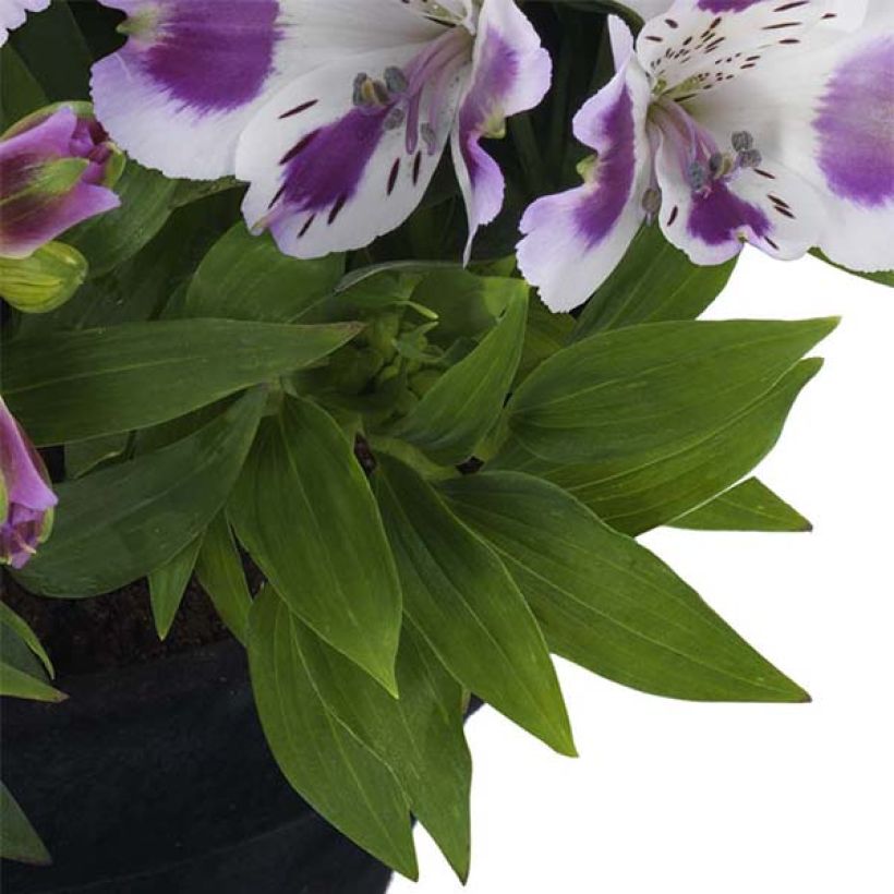 Alstroemeria Inticancha Passion - Inkalilie (Foliage)
