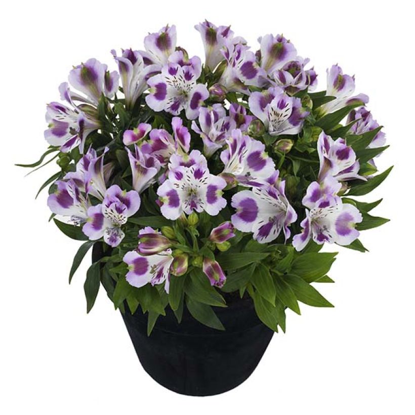 Alstroemeria Inticancha Passion - Inkalilie (Plant habit)