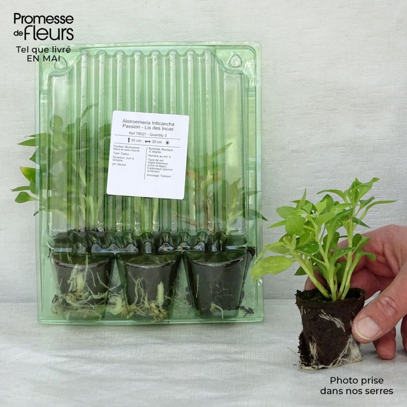Example of Alstroemeria Inticancha Passion - Inkalilie Wurzelballen 4 cm x 4,5 cm as you get in printemps