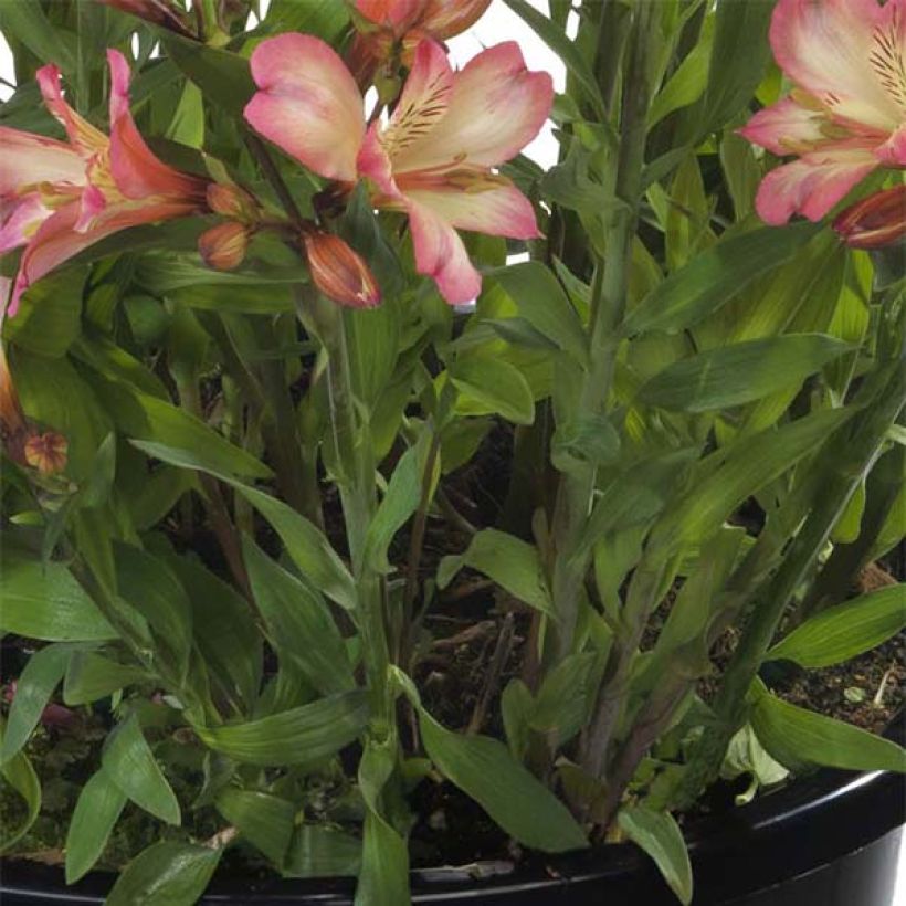 Alstroemeria Summer Paradise Summer Break - Inkalilie (Foliage)