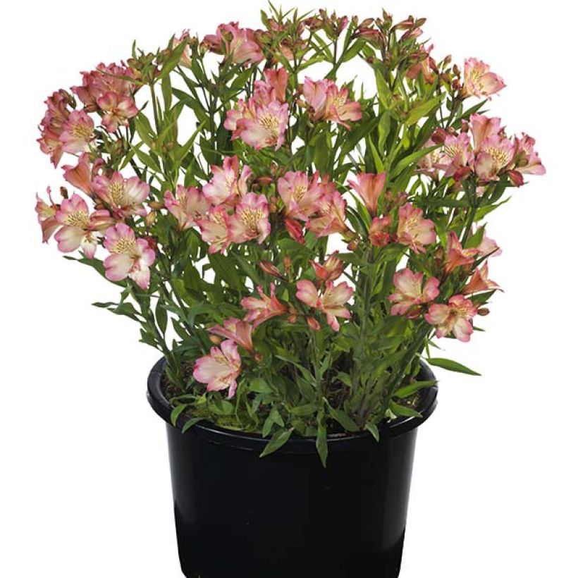 Alstroemeria Summer Paradise Summer Break - Inkalilie (Plant habit)