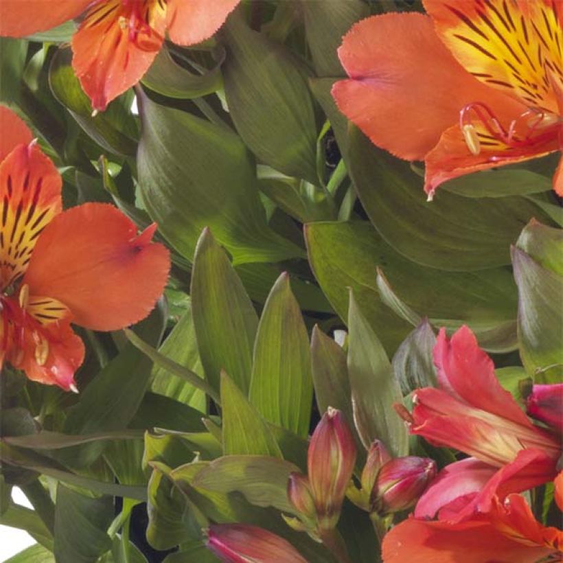 Alstroemeria Summer Paradise Summer Holiday - Inkalilie (Foliage)