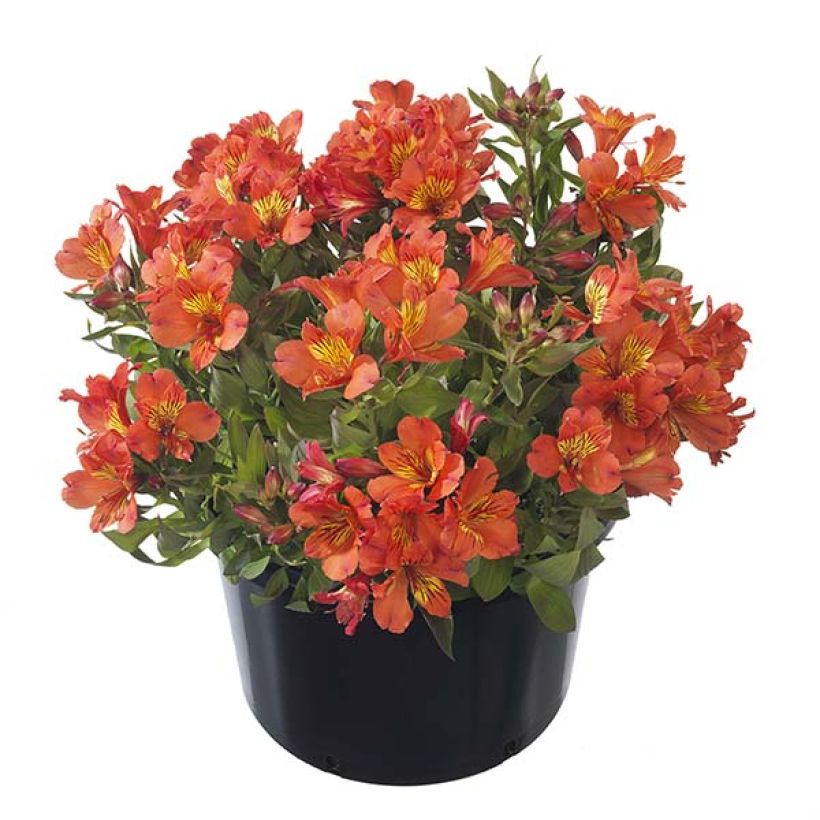 Alstroemeria Summer Paradise Summer Holiday - Inkalilie (Plant habit)