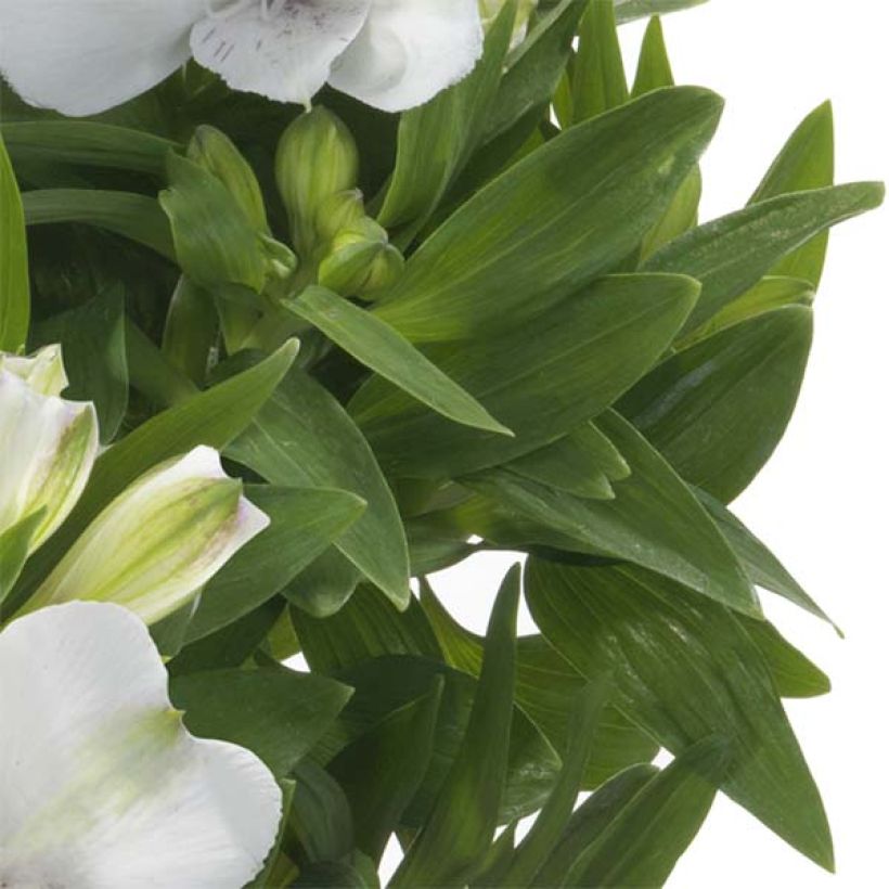 Alstroemeria Summer Paradise Summertime - Inkalilie (Foliage)