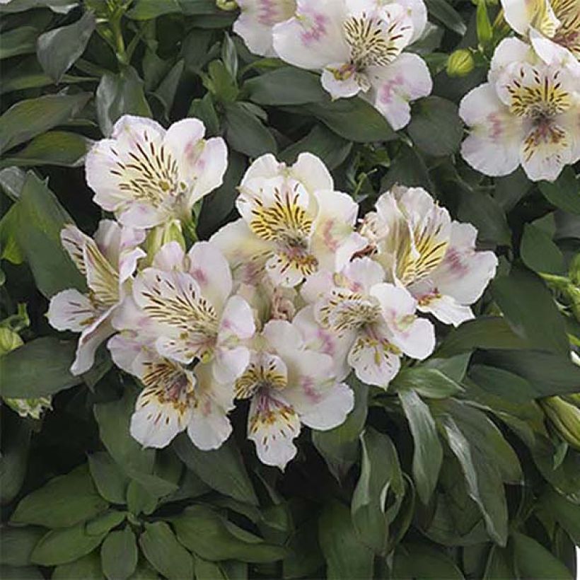 Alstroemeria Summer Paradise Summertime - Inkalilie (Flowering)