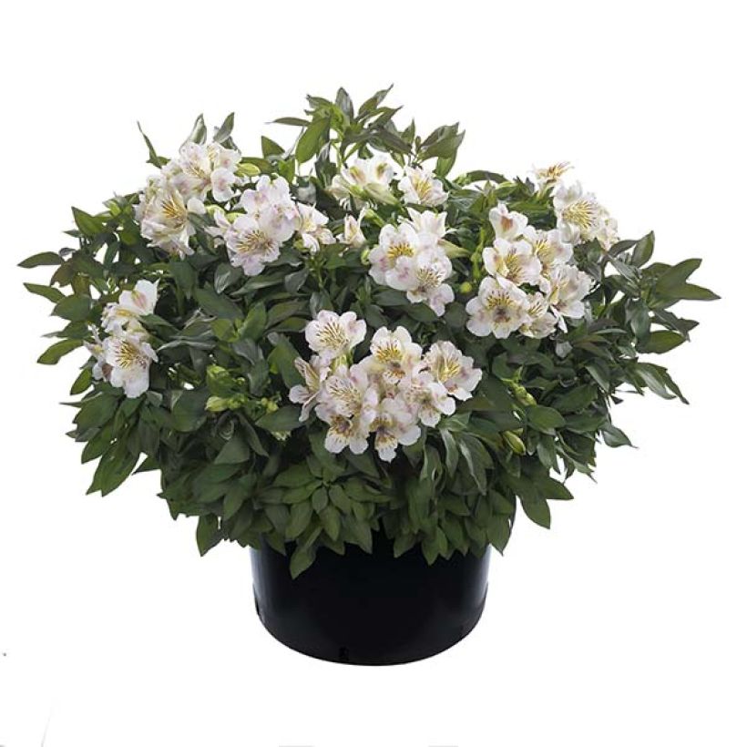 Alstroemeria Summer Paradise Summertime - Inkalilie (Plant habit)