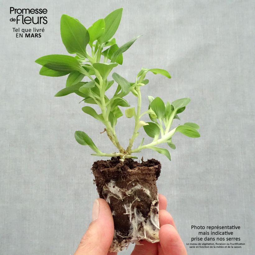 Example of Alstroemeria Inticancha Sun Malaga - Inkalilie Wurzelballen 4 cm x 4,5 cm as you get in printemps