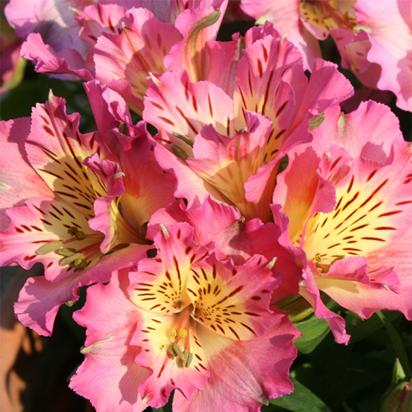 Alstroemeria Inticancha Sunday - Inkalilie (Flowering)