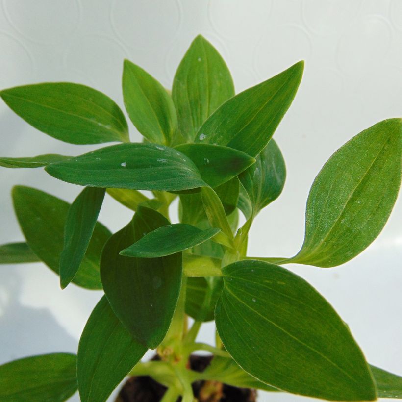 Alstroemeria Inticancha White Pink Blush - Inkalilie (Foliage)