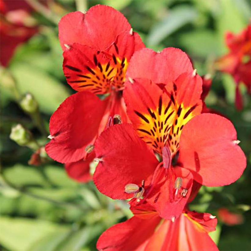 Alstroemeria Mars - Inkalilie (Flowering)