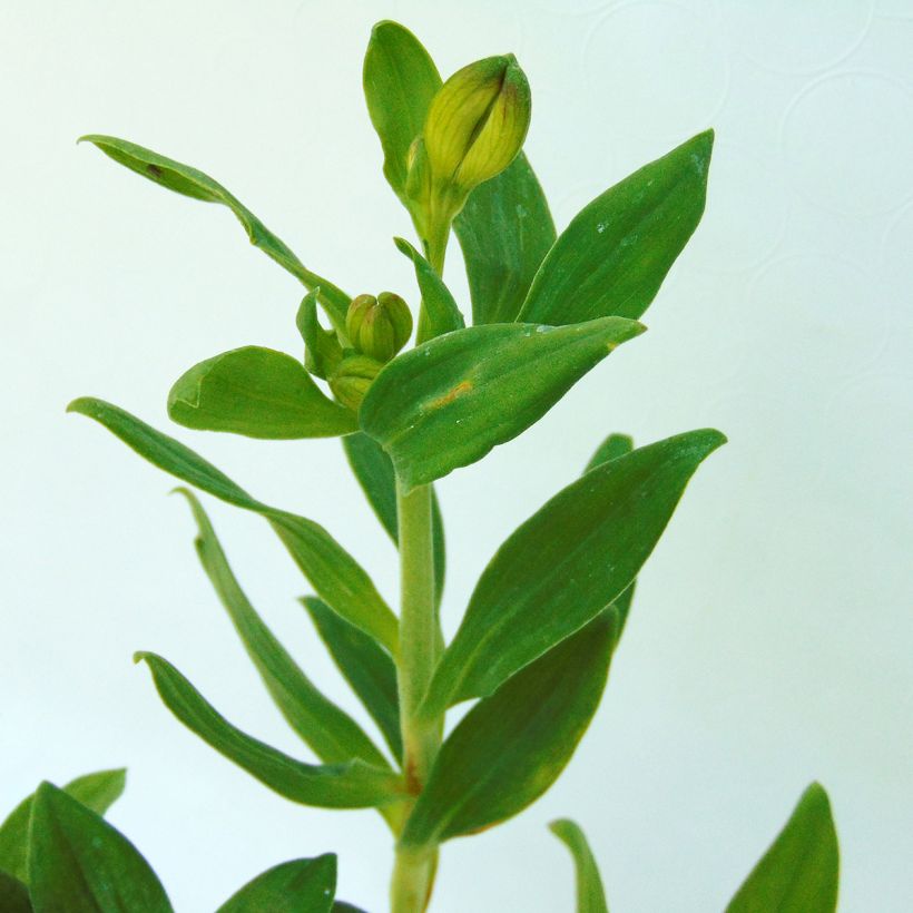 Alstroemeria Mars - Inkalilie (Foliage)