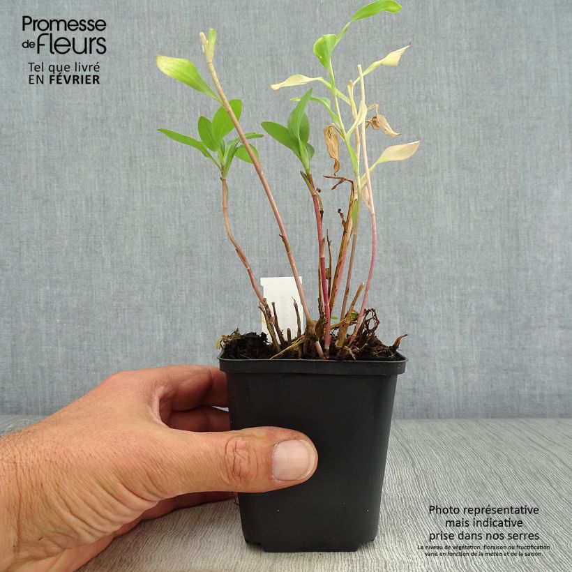 Example of Alstroemeria Mars - Inkalilie Kleine Töpfe von 8/9 cm as you get in automne
