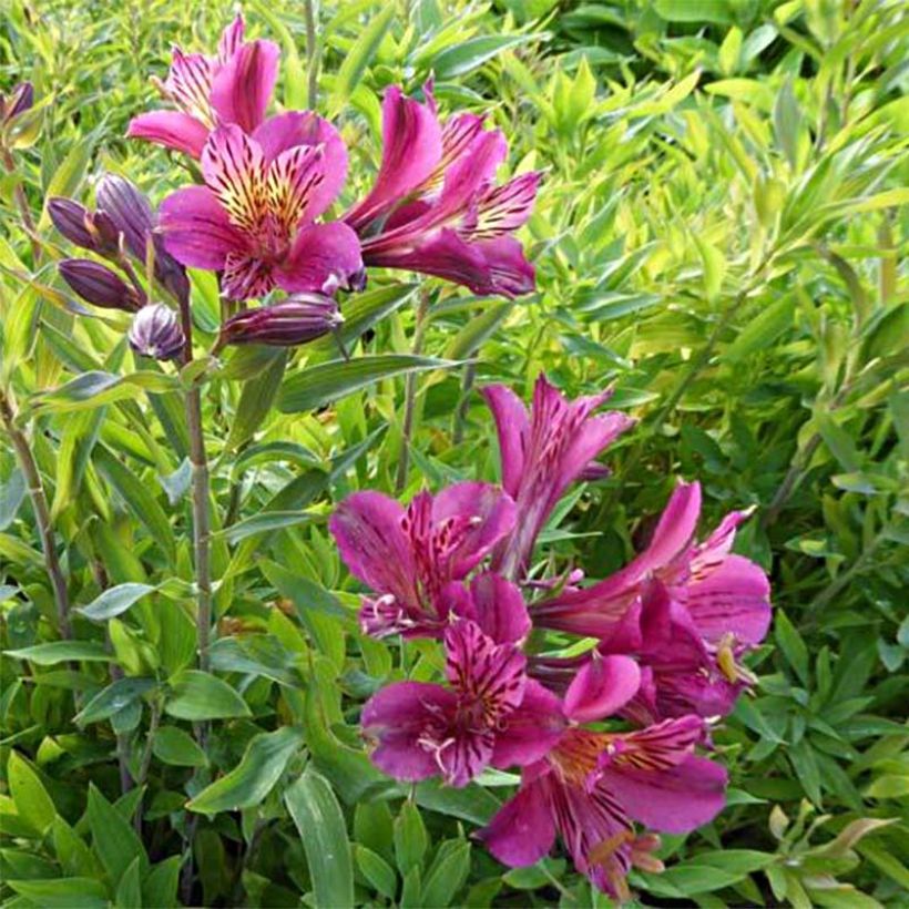 Alstroemeria Mauve Majesty - Inkalilie (Flowering)