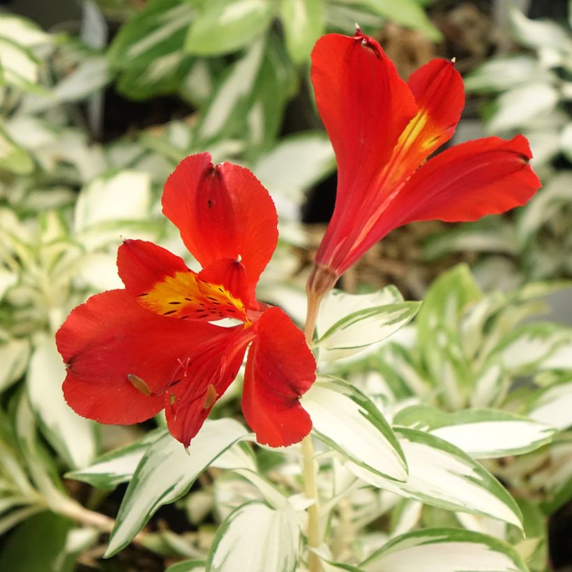 Alstroemeria Rock'n roll - Inkalilie (Flowering)