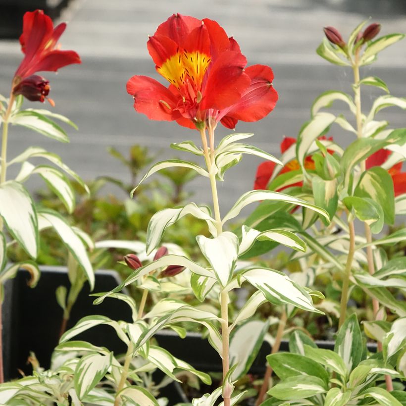Alstroemeria Rock'n roll - Inkalilie (Plant habit)