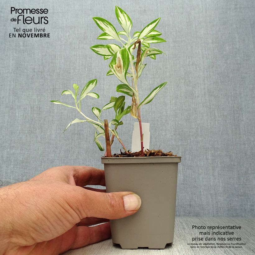 Example of Alstroemeria Rock'n roll - Inkalilie Kleine Töpfe von 8/9 cm as you get in automne