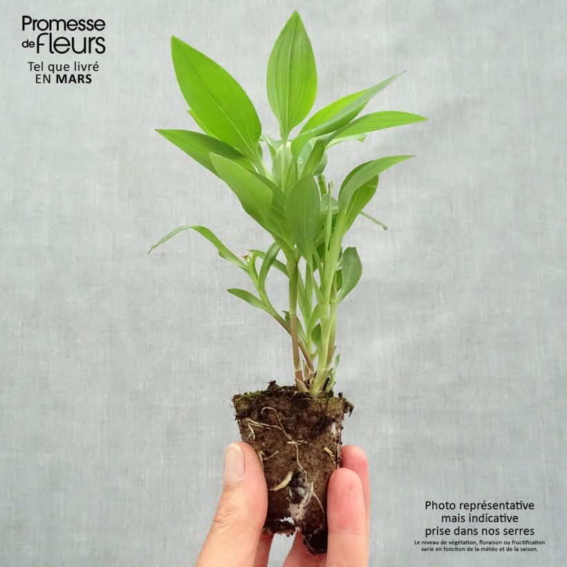 Example of Alstroemeria Summer Paradise Summer Break - Inkalilie Wurzelballen 4 cm x 4,5 cm as you get in printemps