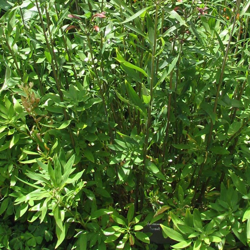 Alstroemeria Sweet Laura - Inkalilie (Foliage)