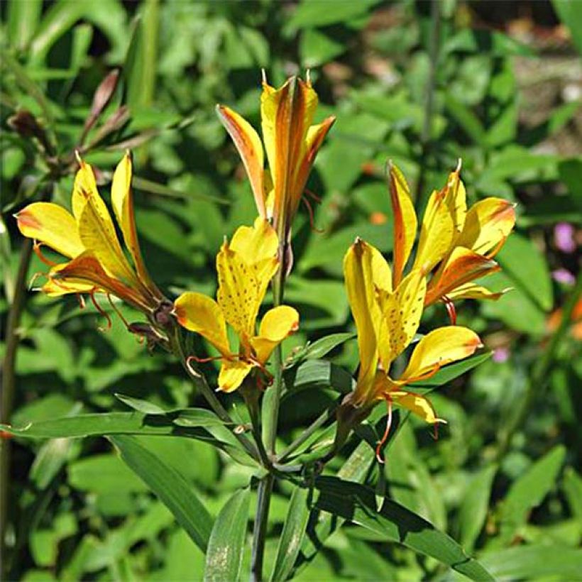 Alstroemeria Sweet Laura - Inkalilie (Flowering)
