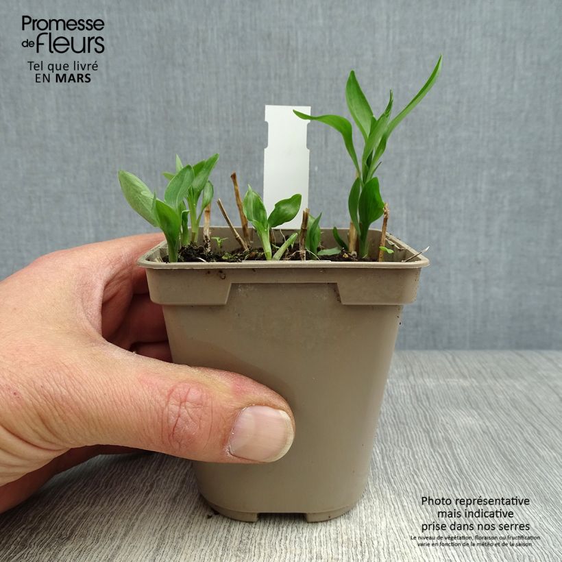 Exemplar von Alstroemeria Sweet Laura - Inkalilie Kleine Töpfe von 8/9 cm wie im Frühjahr geliefert