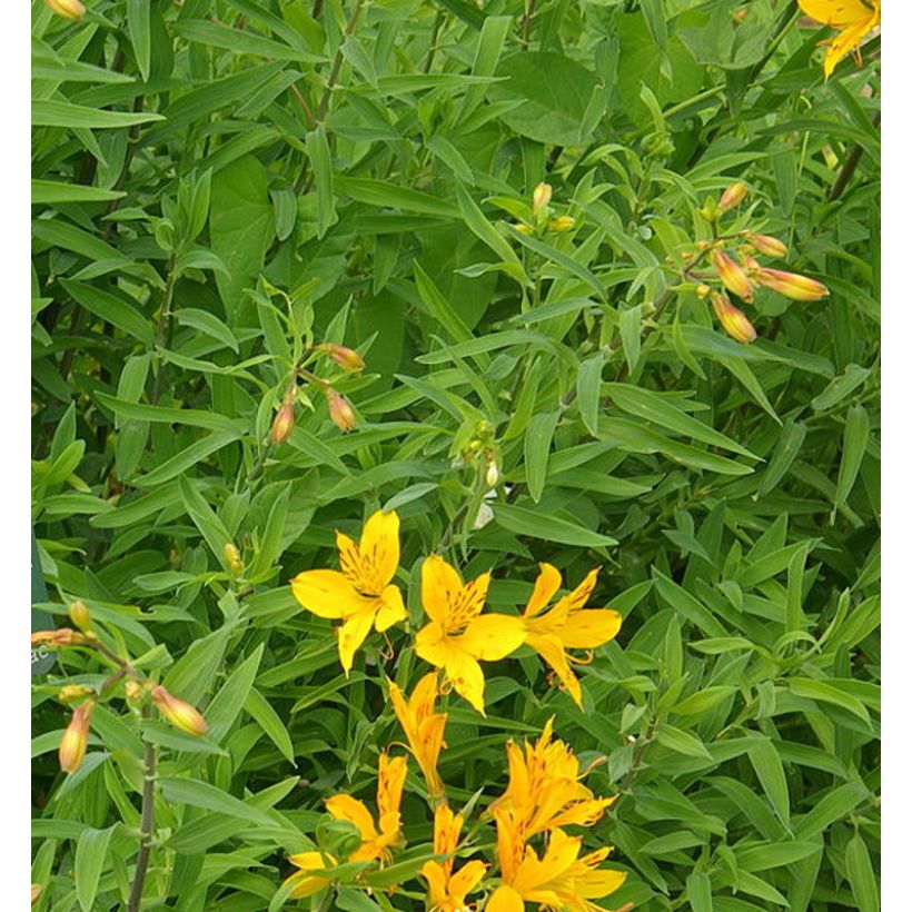 Alstroemeria aurantiaca - Inkalilie (Foliage)