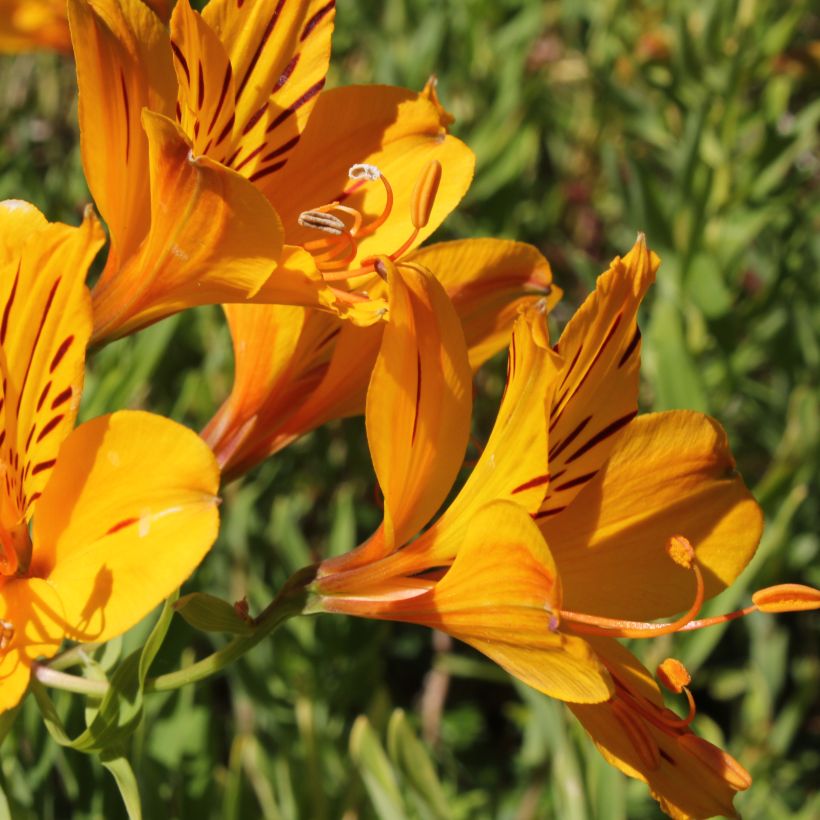 Alstroemeria aurantiaca - Inkalilie (Flowering)
