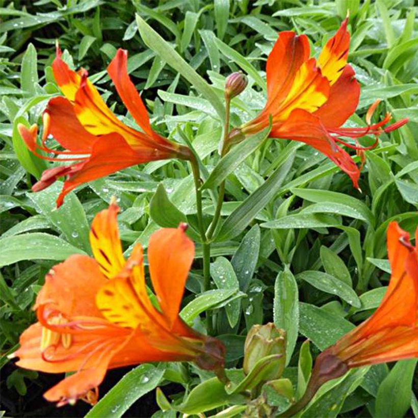 Alstroemeria aurantiaca Orange King - Inkalilie (Flowering)