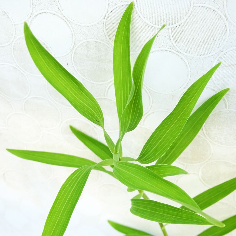 Alstroemeria aurantiaca Orange King - Inkalilie (Foliage)
