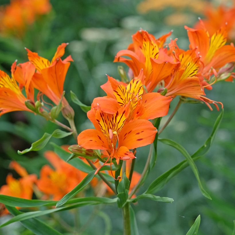 Alstroemeria aurantiaca Orange King - Inkalilie (Blüte)