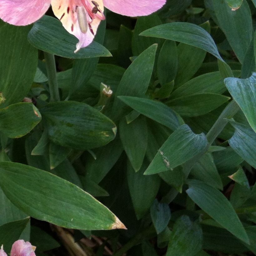 Alstroemeria Ligtu Hybrid - Inkalilie (Foliage)